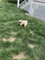 Canelo , a male Pug for sale in Woodstown, NJ – 3 of 10