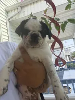 Apolo, a male Pug for sale in Woodstown, NJ – 2 of 5
