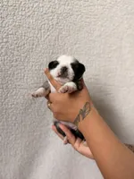 Flora, a female Pug for sale in Woodstown, NJ – 7 of 7