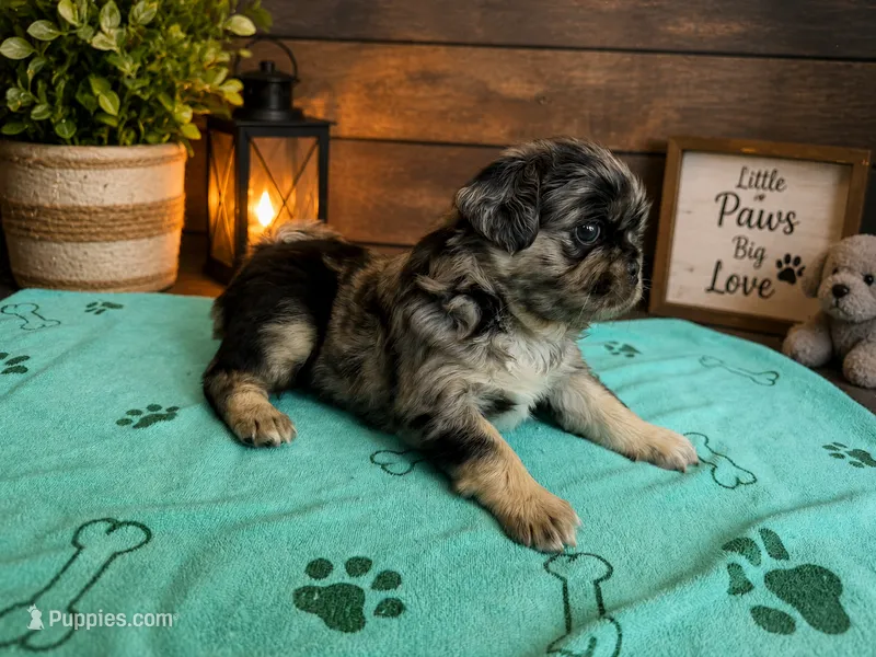 Roy – Pug puppy for sale in Woodstown, NJ