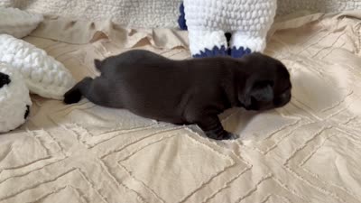 Luke , a male Pug for sale in Woodstown, NJ – 8 of 8