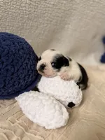 Apolo, a male Pug for sale in Woodstown, NJ – 6 of 7