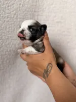 Flora, a female Pug for sale in Woodstown, NJ – 1 of 7