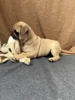 Canelo , a male Pug for sale in Woodstown, NJ – 5 of 7