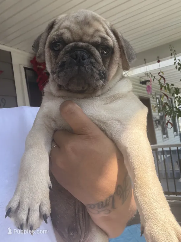 Canelo  – Pug puppy for sale in Woodstown, NJ