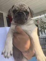 Canelo , a male Pug for sale in Woodstown, NJ – 1 of 7
