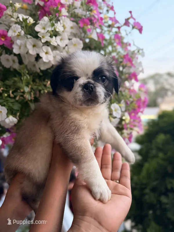 Flora – Pug puppy for sale in Woodstown, NJ