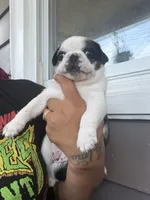 Apolo, a male Pug for sale in Woodstown, NJ – 7 of 10