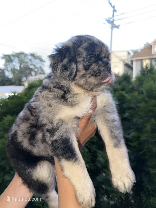 Roy – Pug puppy for sale in Woodstown, NJ