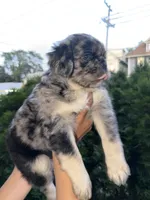Roy, a male Pug for sale in Woodstown, NJ – 5 of 9