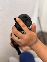 Luke , a male Pug for sale in Woodstown, NJ – 3 of 8