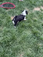 Apolo, a male Pug for sale in Woodstown, NJ – 5 of 5