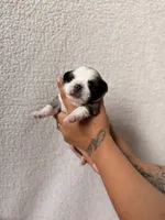 Flora, a female Pug for sale in Woodstown, NJ – 3 of 7