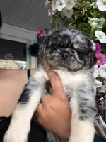 Roy, a male Pug for sale in Woodstown, NJ – 6 of 9