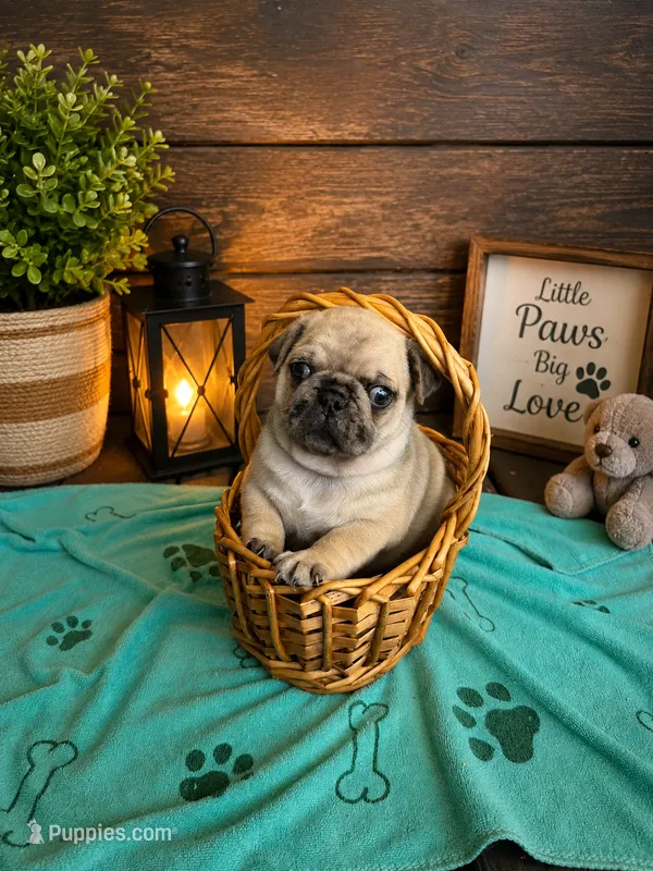 Canelo  – Pug puppy for sale in Woodstown, NJ