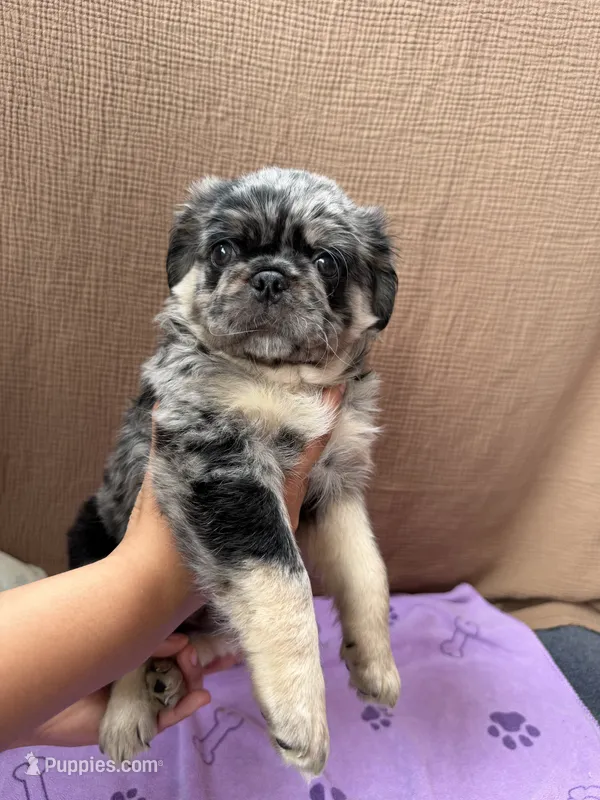 Roy – Pug puppy for sale in Woodstown, NJ