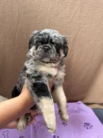 Roy, a male Pug for sale in Woodstown, NJ – 1 of 9