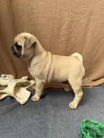 Canelo , a male Pug for sale in Woodstown, NJ – 7 of 7