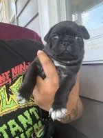 Luke , a male Pug for sale in Woodstown, NJ – 3 of 10