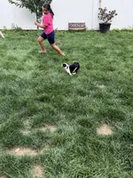 Apolo, a male Pug for sale in Woodstown, NJ – 4 of 5