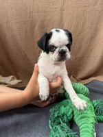Apolo, a male Pug for sale in Woodstown, NJ – 3 of 10