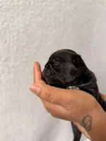 Luke , a male Pug for sale in Woodstown, NJ – 2 of 8