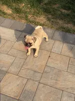 Canelo , a male Pug for sale in Woodstown, NJ – 4 of 10