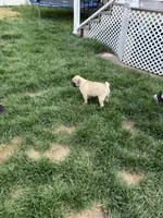 Canelo , a male Pug for sale in Woodstown, NJ – 2 of 10
