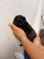 Luke , a male Pug for sale in Woodstown, NJ – 6 of 8