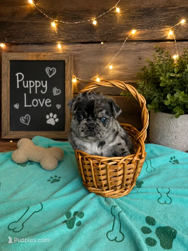 Henry  – Pug puppy for sale in Woodstown, NJ