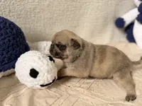 Canelo , a male Pug for sale in Woodstown, NJ – 1 of 5