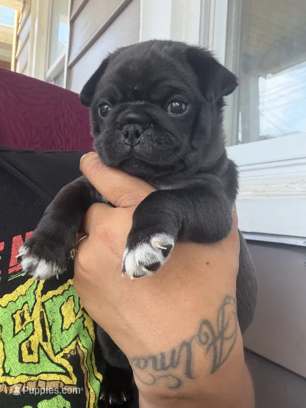 Luke  – Pug puppy for sale in Woodstown, NJ