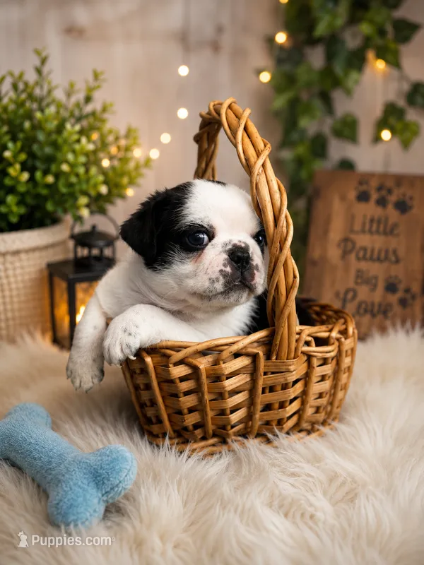 Apolo – Pug puppy for sale in Woodstown, NJ
