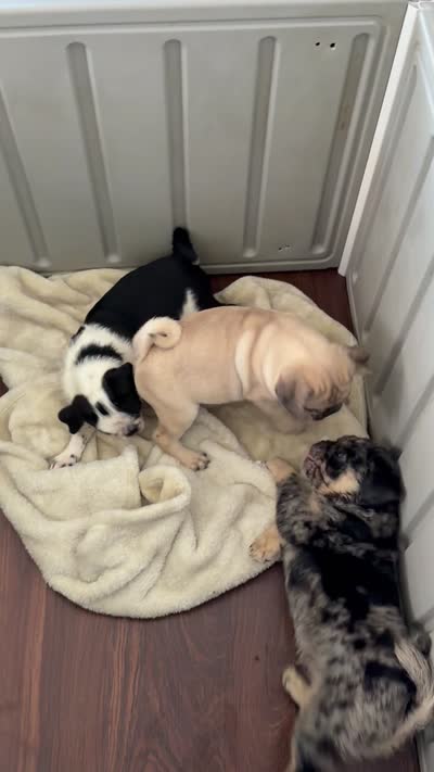 Canelo , a male Pug for sale in Woodstown, NJ – 2 of 7