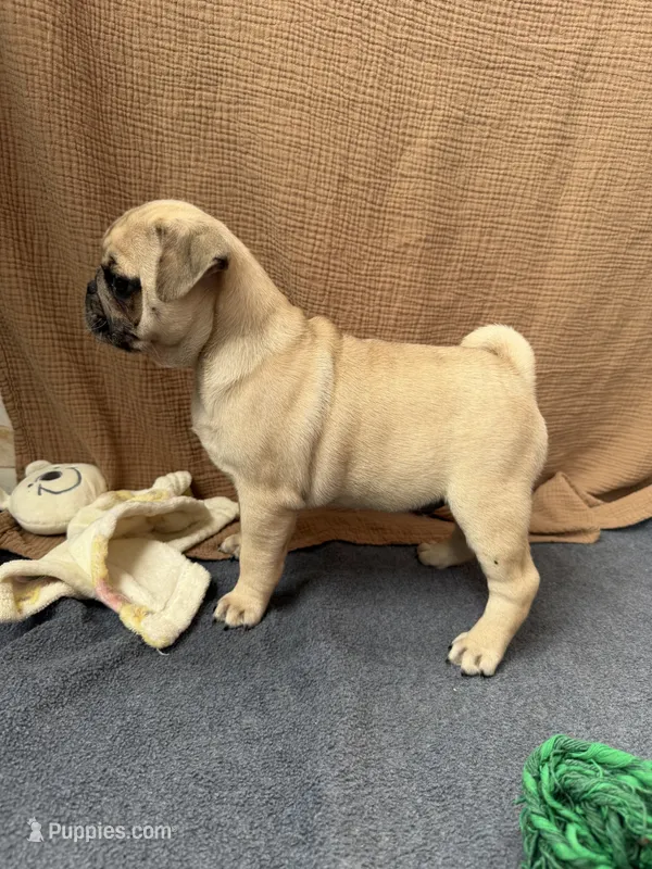 Canelo  – Pug puppy for sale in Woodstown, NJ