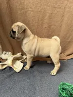 Canelo , a male Pug for sale in Woodstown, NJ – 4 of 7