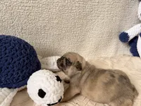 Canelo , a male Pug for sale in Woodstown, NJ – 2 of 5