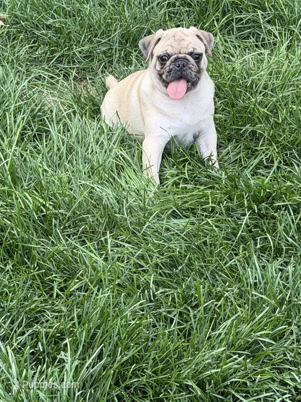 Canelo  – Pug puppy for sale in Woodstown, NJ