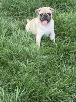 Canelo , a male Pug for sale in Woodstown, NJ – 1 of 10