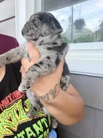 Henry , a male Pug for sale in Woodstown, NJ – 3 of 8