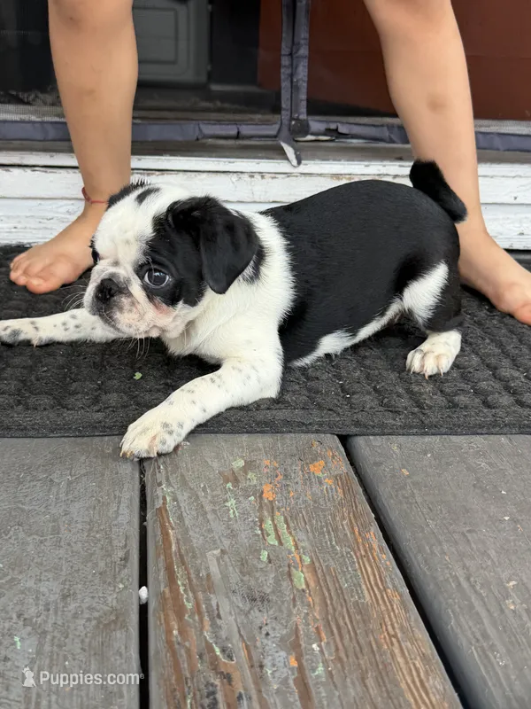 Apolo – Pug puppy for sale in Woodstown, NJ