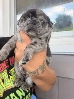 Henry , a male Pug for sale in Woodstown, NJ – 2 of 8