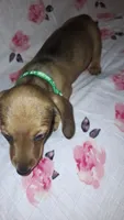Abby, a female Miniature Dachshund for sale in Newark, DE – 7 of 10