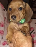 Abby, a female Miniature Dachshund for sale in Newark, DE – 5 of 10