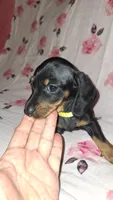 Sadie, a female Miniature Dachshund for sale in Newark, DE – 10 of 10