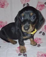 Sadie, a female Miniature Dachshund for sale in Newark, DE – 3 of 10