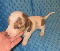 Toby, a male Miniature Dachshund for sale in Newark, DE – 9 of 10