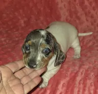 Sadie, a female Miniature Dachshund for sale in Newark, DE – 3 of 10