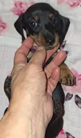 Sadie, a female Miniature Dachshund for sale in Newark, DE – 5 of 10