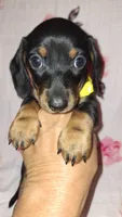 Sadie, a female Miniature Dachshund for sale in Newark, DE – 9 of 10